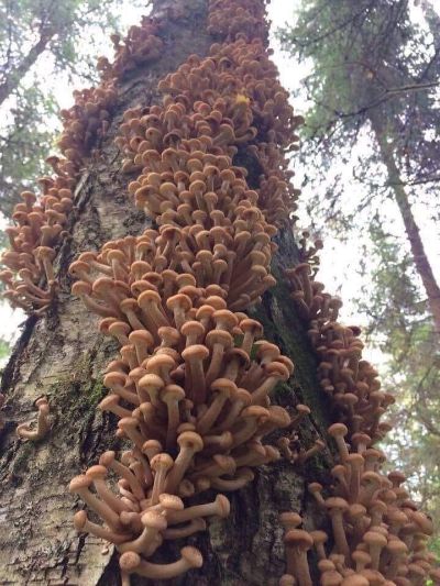 Albero con funghi