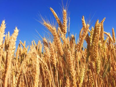 Immagine campo di grano