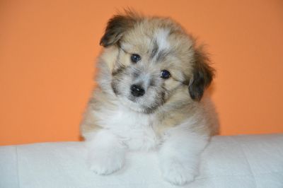 Cagnolino
